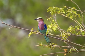 Forked Roller (Coracias caudatus), Xakanaxa, Okavango Delta, Moremi Game Reserve, Botswana