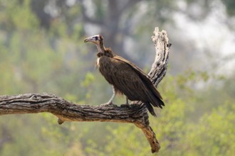 Black-capped vulture (Necrsoyrtes monachus) sitting on a branch, Xakanaxa, Okavango Delta, Moremi