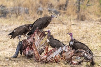 Black-capped vulture (Necrsoyrtes monachus) on a carcass, carrion of a dead buffalo, Xakanaxa,