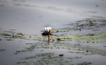 Flowering water lily (Nymphaea) in the water, Xakanaxa Lagoon, Okavango Delta, Moremi Game Reserve,