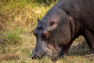 Hippopotamus (Hippopatamus amphibius), grazing in a meadow, animal portrait, Okavango Delta, Moremi