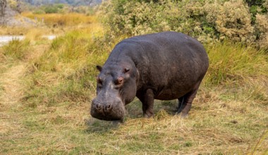 Hippopotamus (Hippopatamus amphibius), grazing in a meadow, Okavango Delta, Moremi Game Reserve,