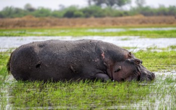 Hippopotamus (Hippopatamus amphibius), grazing in the shallow water of a lake, Okavango Delta,