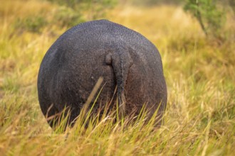 Hippopotamus (Hippopatamus amphibius), grazing in a meadow from behind, animal portrait, Okavango
