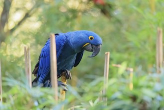 A hyacinth macaw (Anodorhynchus hyacinthinus) sits in dense green vegetation and nibbles on dry