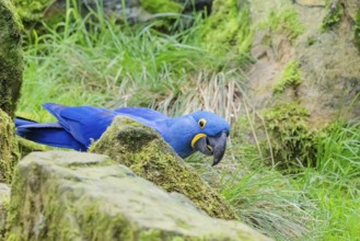 A hyacinth macaw (Anodorhynchus hyacinthinus) sits on a rock lying on a green meadow. Central and