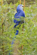 A hyacinth macaw (Anodorhynchus hyacinthinus) sits in dense green vegetation and nibbles on dry