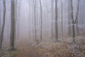 Fog and hoarfrost in the forest, Hoher Lindkogel, Lower Austria, Austria