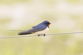 Barn Swallow (Hirundo rustica) sitting on a pasture fence, wildlife, animals, birds, swallows,