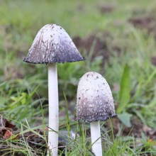 Crested tintling (Coprinus comatus), at the edge of the forest, fruiting body with cap, close-up,