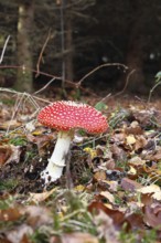 Red fly agaric (Amanita muscaria), fruiting body, in autumn leaves, dark background, close-up,