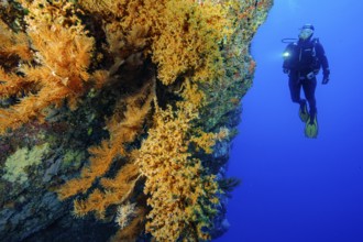 Diver looking at steep rock face of lava rock reef with colony of Macaronesian encrusting anemone