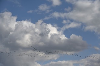 Wild geese (Anser anser) flying in formation under rain clouds (Nimbostratus) at the Darß,