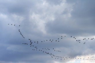 Wild geese (Anser anser) flying in formation on the Darß, Mecklenburg-Western Pomerania, Germany