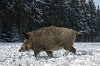 Wild boar (Sus scrofa) foraging in winter, winter, snow cover, Germany