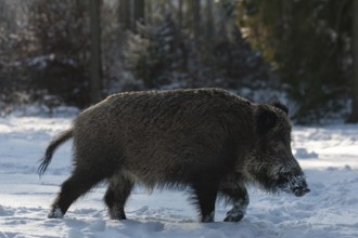 A wild boar (Sus scrofa) running across a snowy forest meadow, winter, winter sun, wild boar,