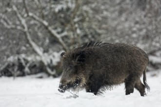 While it is snowing, a wild boar (Sus scrofa) searches for food in a snow-covered forest meadow,