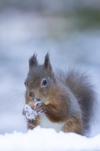 Red squirrel (Sciurus vulgaris) adult animal feeding on a hazel nut in snow in winter, England,