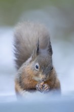 Red squirrel (Sciurus vulgaris) adult animal eating a nut in snow in winter, England, United