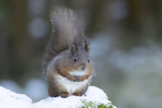 Red squirrel (Sciurus vulgaris) adult animal on a snow covered stone wall in winter, England,