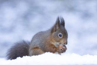 Red squirrel (Sciurus vulgaris) adult animal eating a hazel nut in snow in winter, England, United