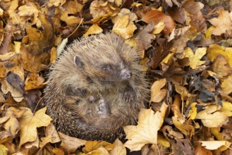 European hedgehog (Erinaceus europaeus) adult animal sleeping on fallen autumn leaves, England,