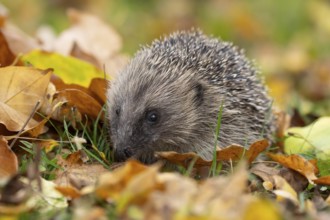 European hedgehog (Erinaceus europaeus) adult animal on fallen autumn leaves on a garden grass