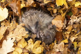 European hedgehog (Erinaceus europaeus) adult animal resting on fallen autumn leaves, England,