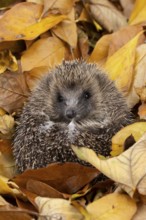European hedgehog (Erinaceus europaeus) adult animal on fallen autumn leaves, England, United