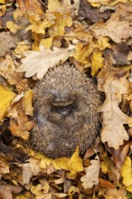 European hedgehog (Erinaceus europaeus) adult animal sleeping on fallen autumn leaves, England,