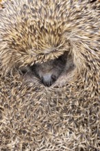 European hedgehog (Erinaceus europaeus) adult animal sleeping, England, United Kingdom