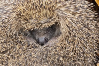 European hedgehog (Erinaceus europaeus) adult animal sleeping, England, United Kingdom