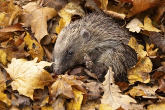 European hedgehog (Erinaceus europaeus) adult animal on fallen autumn leaves, England, United