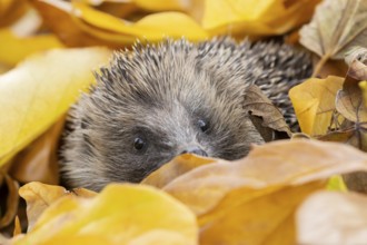 European hedgehog (Erinaceus europaeus) adult animal amongst fallen autumn leaves, England, United