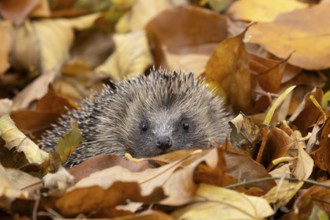 European hedgehog (Erinaceus europaeus) adult animal emerging from fallen autumn leaves, England,