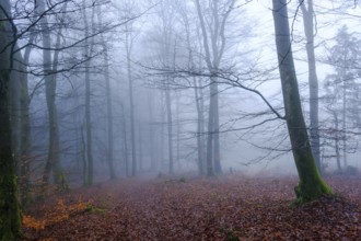 Winterberg, Sauerland, North Rhine-Westphalia, Germany - cloud forest on the Sweden-Steig W1 hiking