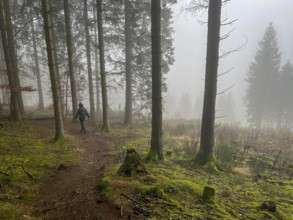Winterberg, Sauerland, North Rhine-Westphalia, Germany - cloud forest on the hiking trail
