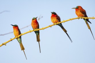 Carmine Bee-eater (Merops nubicus) South Luangwa NP Zambia August