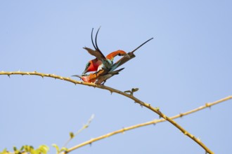 Carmine Bee-eater (Merops nubicus) mating South Luangwa NP Zambia August