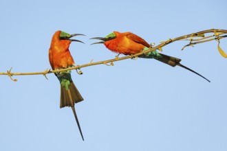 Carmine Bee-eater (Merops nubicus) Courtship behavier South Luangwa NP Zambia August