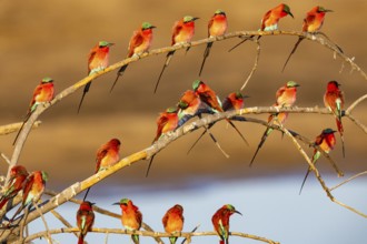 Carmine Bee-eater (Merops nubicus) Gathering at thebreeding ground South Luangwa NP Zambia August