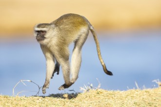 Vervet Monkey (Cercopithecus aethiops) South Luangwa NP Zambia August