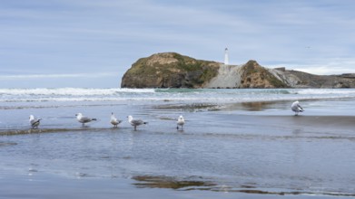 Castlepoint Beach with lighthouse on the rock, seagulls on the beach. Castlepoint, Wairarapa Coast,