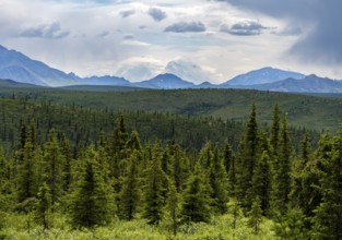 Boreal coniferous forest, taiga and white peak of Denali or Mount McKinley, mountainous landscape,