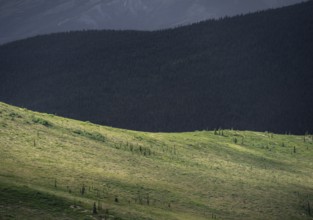 Tundra and taiga, barren meadow landscape and boreal coniferous forest, Denali National Park,
