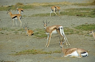 Thomson's gazelles (Eudorcas thomsoni) in the Ngorongoro Crater, Tanzania, Africa, June 2000,