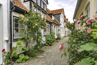 Alley with rose bushes in the old town of Eckernförde, Schleswig-Holstein, Germany