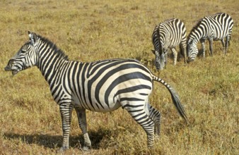 Steppe zebra (Equus quagga) in the Ngorongoro Crater, Tanzania, Africa, June 2000, vintage, retro,