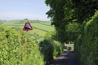 A picturesque tree-lined road with a steep warning sign in a green rolling countryside, Cornwall,