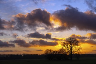 Sunset, Oberbillwerder, housing, future, tree, sky blue, Cumulus, December, Hamburg, Germany